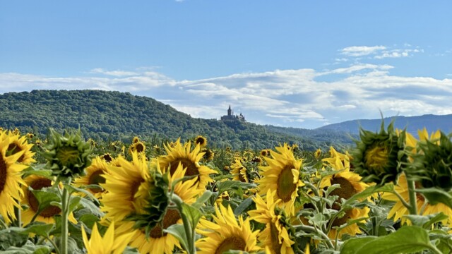 Blick auf das Schloss Wernigerode